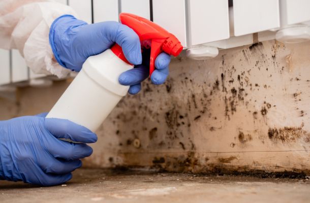 Mold-Remediation-in-Vineland-New Jersey